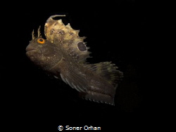 SAILED FISH. Butterfly Horozbina by Soner Orhan 